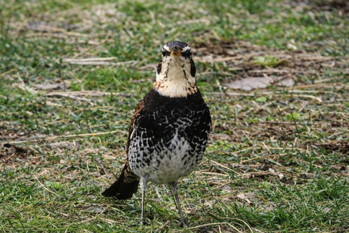 CAMPiii（キャンピー） ぞのさんさんのキャンプブログ 1年ぶりの、カレーの日 ふもとっぱらキャンプ場