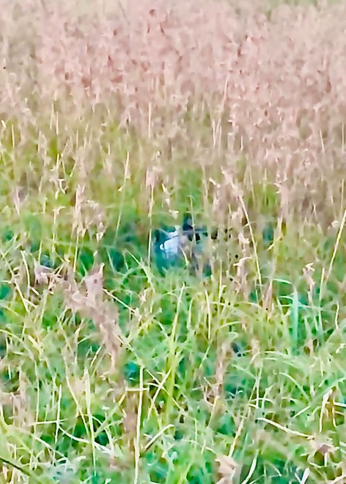 お初の長崎県⛺️絶景を求めおじうさキャン△ in 中瀬草原キャンプ場 〜 CAMP NO.162 中瀬草原キャンプ場 ソロキャンプ ファミリーキャンプ フリーサイト おじキャン△さんのキャンプブログ CAMPiii（キャンピー） -キャンプ専用SNS キャンプのすべてがここに集まる-
