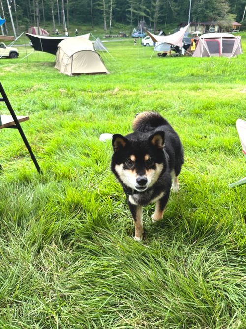 中山高原、初日は曇り白馬の山⛰️見えず 中山高原キャンプ場 グループキャンプ フリーサイト OYAKATAさんのキャンプブログ CAMPiii（キャンピー） -キャンプ専用SNS キャンプのすべてがここに集まる-