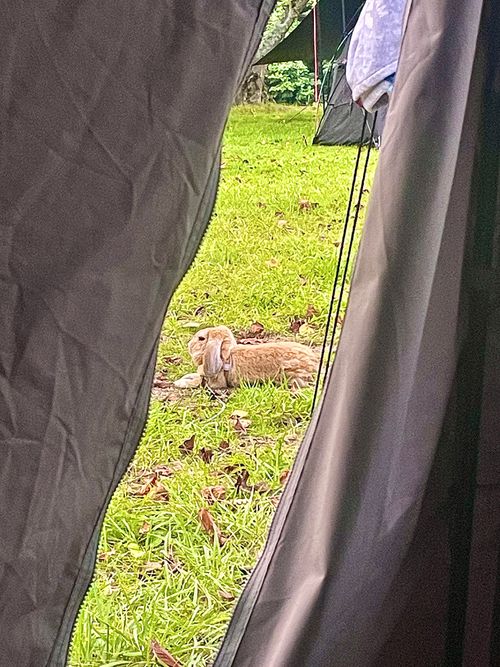 8/7は《キャンプ記念日⛺️》夏の想い出おじ🐰キャン△ in 阿武川温泉公園 〜 CAMP NO.206 萩阿武川温泉公園（キャンプ可） ソロキャンプ ファミリーキャンプ フリーサイト おじキャン△さんのキャンプブログ CAMPiii（キャンピー） -キャンプ専用SNS キャンプのすべてがここに集まる-