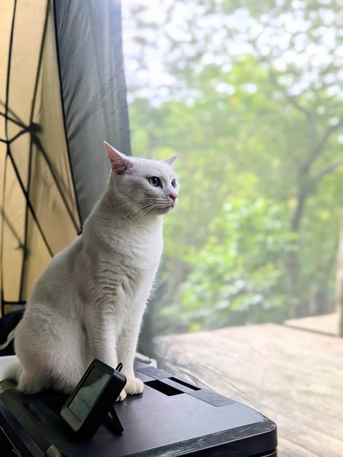 CAMPiii(キャンピー) ちあさんのキャンプブログ 天気に恵まれた高原キャンプ North Village Hirugano - Camping Fields