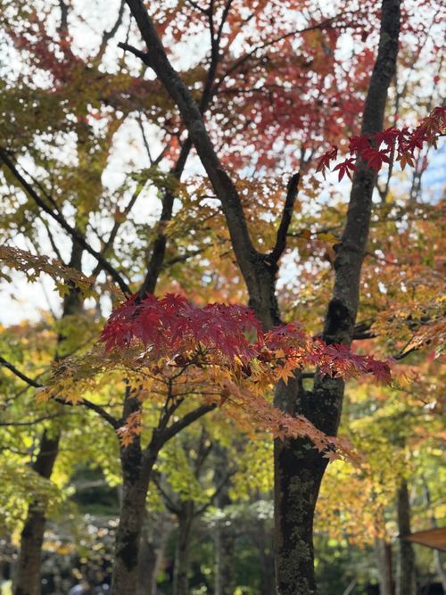 紅葉キャンはいつもの場所で オートキャンプせせらぎ ソロキャンプ グループキャンプ 区画サイト xiongmaoさんのキャンプブログ CAMPiii（キャンピー） -キャンプ専用SNS キャンプのすべてがここに集まる-