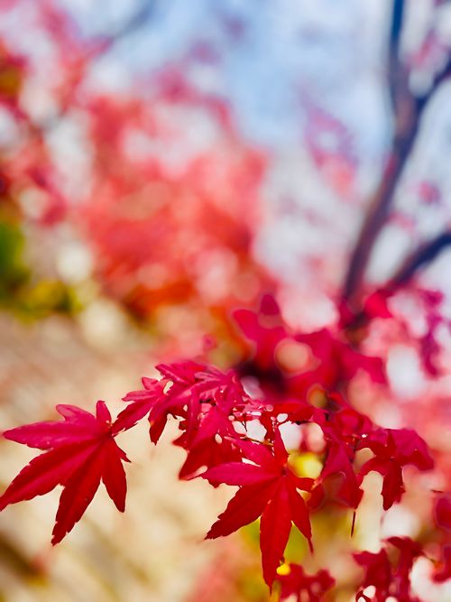 秋のエヴァ祭り？おじおばうさキャン△ in 江汐公園キャンプ場 〜 CAMP NO.166 江汐公園 ファミリーキャンプ グループキャンプ 区画サイト おじキャン△さんのキャンプブログ CAMPiii（キャンピー） -キャンプ専用SNS キャンプのすべてがここに集まる-