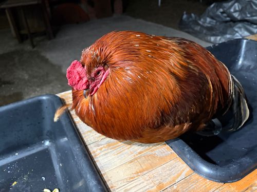 鶏と猫と面白い人@しげキャン しげキャン ソロキャンプ フリーサイト ぺちゃさんのキャンプブログ CAMPiii（キャンピー） -キャンプ専用SNS キャンプのすべてがここに集まる-