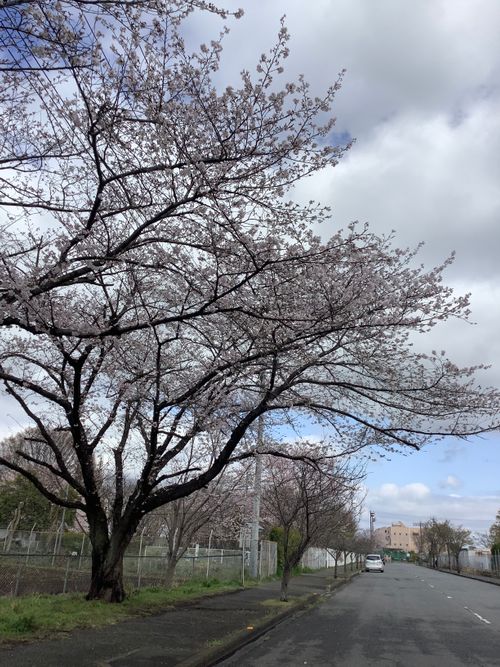 Vol.114 26/NO.04 お花見しながらお肉焼くぅ‼️ 坂戸市 ソロキャンプ フリーサイト 🔥焚き火🔥さんのキャンプブログ CAMPiii（キャンピー） -キャンプ専用SNS キャンプのすべてがここに集まる-