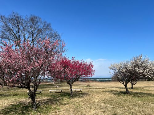 今日も強風 琵琶湖 ソロキャンプ YOTIさんのキャンプブログ CAMPiii（キャンピー） -キャンプ専用SNS キャンプのすべてがここに集まる-