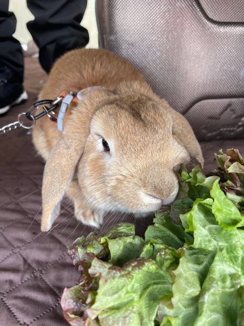 これはデジャヴ？雪中おじおばうさキャン△リターンズ in 小板まきばの里キャンプ場 〜 CAMP NO.174 小板まきばの里キャンプ場 ファミリーキャンプ グループキャンプ 区画サイト おじキャン△さんのキャンプブログ CAMPiii（キャンピー） -キャンプ専用SNS キャンプのすべてがここに集まる-