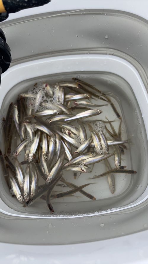 第88話　ワカサギからのチェアリング？？？ 神川ゆ～ゆ～ランド自由広場 グループキャンプ フリーサイト ちろ犬さんのキャンプブログ CAMPiii（キャンピー） -キャンプ専用SNS キャンプのすべてがここに集まる-