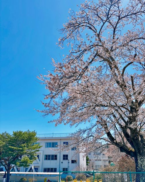 【番外編】駐屯地でお花見するっちゃ〜🌸🌸🌸 陸上自衛隊 福島駐屯地 Oniyomeさんのキャンプブログ CAMPiii（キャンピー） -キャンプ専用SNS キャンプのすべてがここに集まる-
