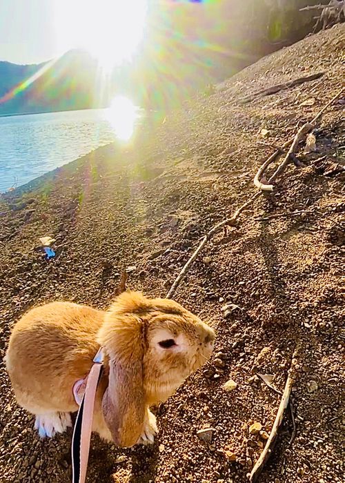 俺たち迷惑キャンパー！？失意のおじおばうさキャン△ in 豊田湖畔公園キャンプ場 豊田湖畔公園キャンプ場 ファミリーキャンプ グループキャンプ 区画サイト おじキャン△さんのキャンプブログ CAMPiii（キャンピー） -キャンプ専用SNS キャンプのすべてがここに集まる-