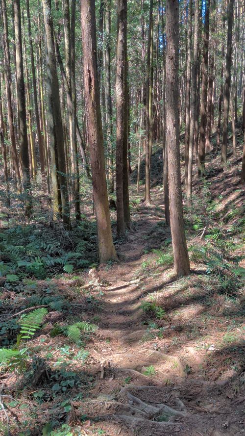 山散歩キャンプ ともえ川Park グループキャンプ 区画サイト オートサイト IZUIZUさんのキャンプブログ CAMPiii（キャンピー） -キャンプ専用SNS キャンプのすべてがここに集まる-