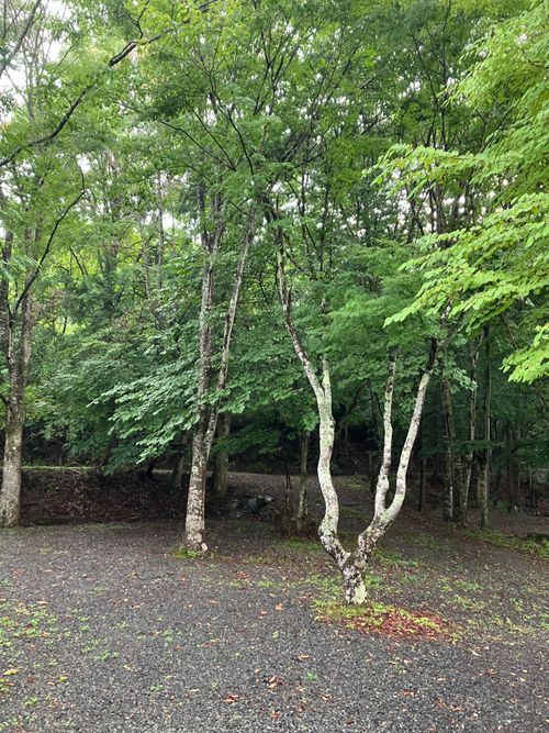 完ソロデュオキャンプ🏕 ラビットオートキャンプ場 ソロキャンプ グループキャンプ 区画サイト Genさんのキャンプブログ CAMPiii(キャンピー) -キャンプ専用SNS キャンプのすべてがここに集まる-
