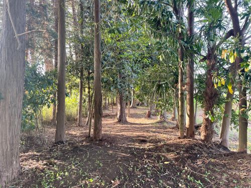 一粒で2度おいしい・・的な？ 楽々GARDEN ソロキャンプ フリーサイト FUNEさんのキャンプブログ CAMPiii（キャンピー） -キャンプ専用SNS キャンプのすべてがここに集まる-