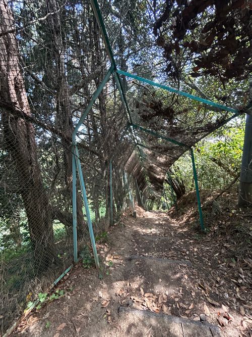前日宅呑み中🍺思いたっての低山ハイク🥾 大楠山 ソロキャンプ Genさんのキャンプブログ CAMPiii（キャンピー） -キャンプ専用SNS キャンプのすべてがここに集まる-