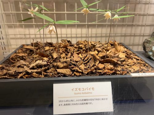 リベンジキャンプ&登山⭐️ 三瓶山北の原キャンプ場 はやぷささんのキャンプブログ CAMPiii(キャンピー) -キャンプ専用SNS キャンプのすべてがここに集まる-