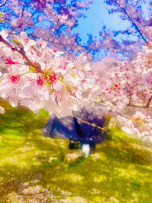 リベンジお花見🌸 & 新幕お試しおじうさキャン△ in 阿武川温泉公園 〜 CAMP NO.183 萩阿武川温泉公園（キャンプ可） ソロキャンプ ファミリーキャンプ フリーサイト おじキャン△さんのキャンプブログ CAMPiii（キャンピー） -キャンプ専用SNS キャンプのすべてがここに集まる-