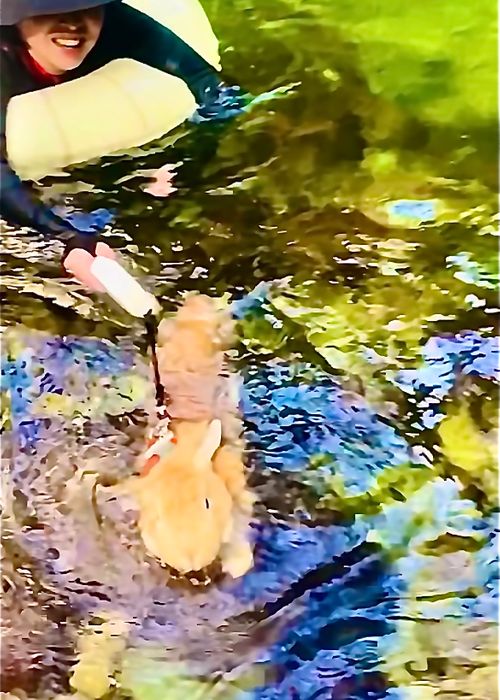 暑い夏に…涼を求めて…渓谷のキャンプ場へおじおばうさキャン△ in 匹見峡レストパーク 〜 CAMP NO.148 匹見峡レストパーク ファミリーキャンプ グループキャンプ 区画サイト おじキャン△さんのキャンプブログ CAMPiii（キャンピー） -キャンプ専用SNS キャンプのすべてがここに集まる-