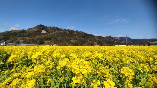 冬の終わりを告げるオジサン4人グルキャン キャンプ&農園 玖珠の杜 グループキャンプ 区画サイト スローライフに憧れるさんのキャンプブログ CAMPiii（キャンピー） -キャンプ専用SNS キャンプのすべてがここに集まる-