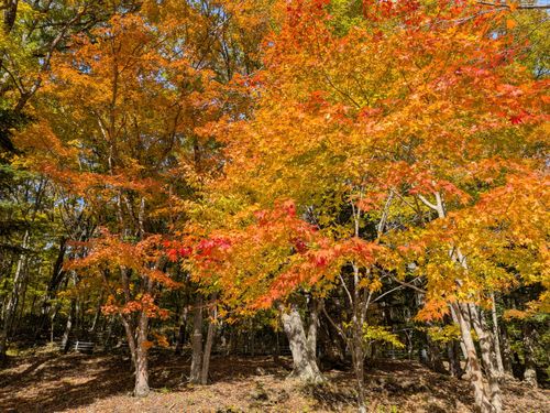 紅葉 羽鳥湖畔オートキャンプ場 ソロキャンプ 区画サイト 俺の酒場は野にあるさんのキャンプブログ CAMPiii（キャンピー） -キャンプ専用SNS キャンプのすべてがここに集まる-