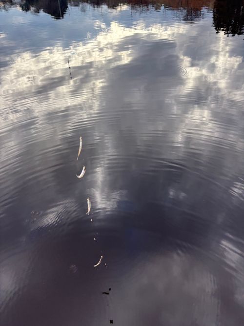 第87話　　ワカサギ釣りしてきた！キャンプはしてない 群馬県 ソロキャンプ ちろ犬さんのキャンプブログ CAMPiii（キャンピー） -キャンプ専用SNS キャンプのすべてがここに集まる-