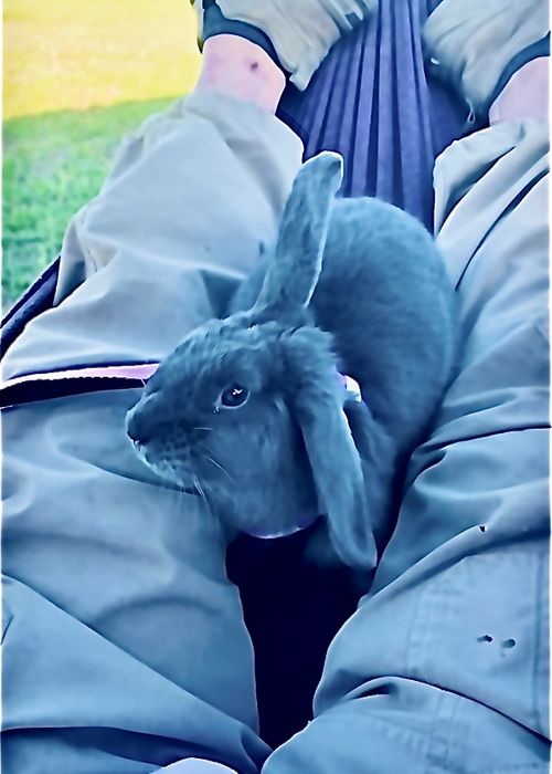 あずきちゃんとラブラブ💓おじ🐰キャン△ in 阿川ほうせんぐり海浜公園 〜 CAMP NO.219 阿川ほうせんぐり海浜公園 ソロキャンプ ファミリーキャンプ フリーサイト おじキャン△さんのキャンプブログ CAMPiii（キャンピー） -キャンプ専用SNS キャンプのすべてがここに集まる-