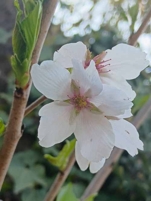 ポーランド軍幕会  中津川河川敷 グループキャンプ フリーサイト ウエィダーさんのキャンプブログ CAMPiii（キャンピー） -キャンプ専用SNS キャンプのすべてがここに集まる-