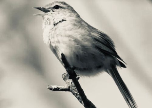 春雨&times;焚き火 前川キャンプ場 ソロキャンプ フリーサイト Camp 'n'g  Roll♪🏁さんのキャンプブログ CAMPiii（キャンピー） -キャンプ専用SNS キャンプのすべてがここに集まる-