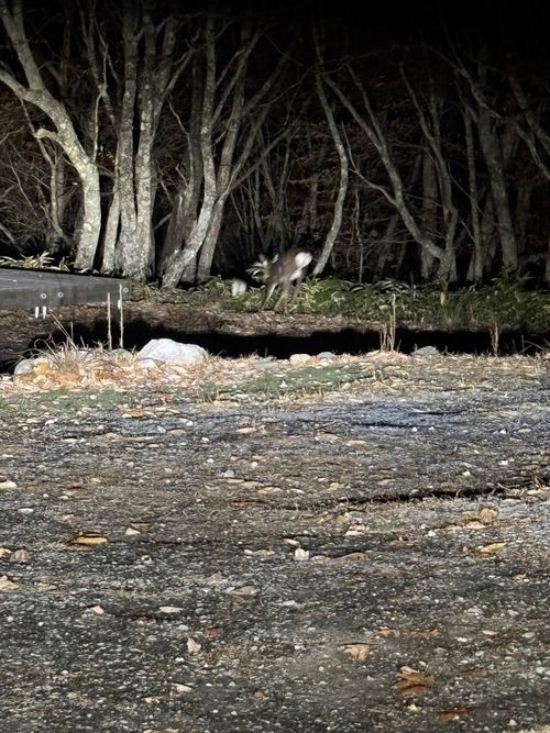 標高1500m天空のキャンプ場✩.*˚からの思い出の霧ヶ峰でフラット登山🚶🏽‍♂️🚶‍♀️ CAMP SKY FIELD-車山オートキャンプ場 区画サイト Jimko☆さんのキャンプブログ CAMPiii（キャンピー） -キャンプ専用SNS キャンプのすべてがここに集まる-