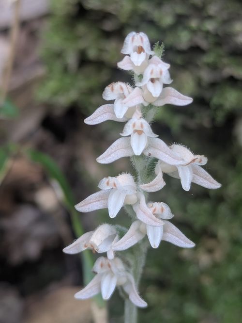 電車で行く🚃サウナキャンプ＆朝駆け登山の旅 Relax Village グループキャンプ 区画サイト NATSUさんのキャンプブログ CAMPiii（キャンピー） -キャンプ専用SNS キャンプのすべてがここに集まる-