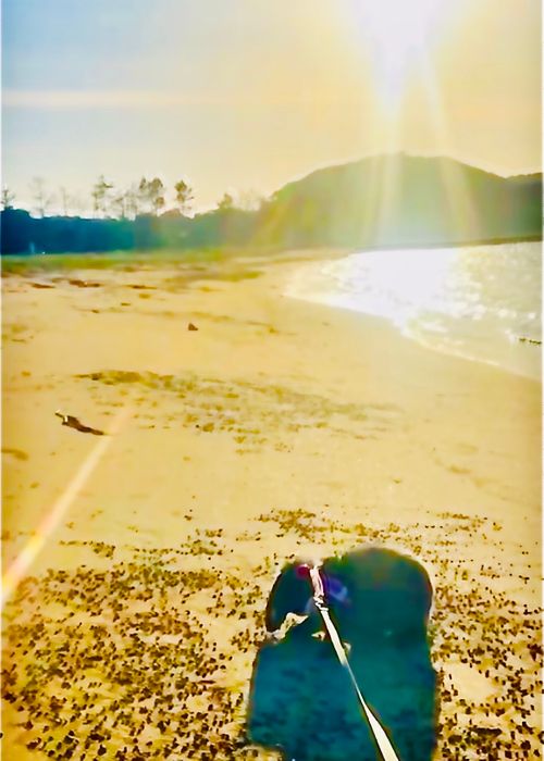あずきちゃんとラブラブ💓おじ🐰キャン△ in 阿川ほうせんぐり海浜公園 〜 CAMP NO.219 阿川ほうせんぐり海浜公園 ソロキャンプ ファミリーキャンプ フリーサイト おじキャン△さんのキャンプブログ CAMPiii（キャンピー） -キャンプ専用SNS キャンプのすべてがここに集まる-
