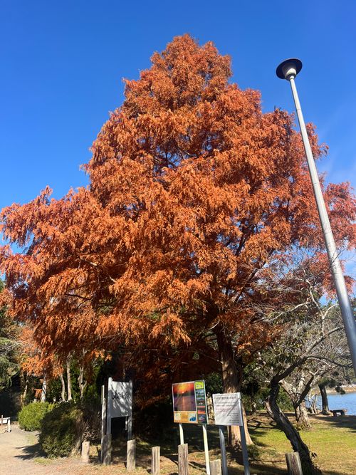 100投稿目はソロにて候😆🎉 親沢公園キャンプ場 ソロキャンプ フリーサイト まっつんさんのキャンプブログ CAMPiii（キャンピー） -キャンプ専用SNS キャンプのすべてがここに集まる-