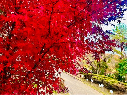 秋のエヴァ祭り？おじおばうさキャン△ in 江汐公園キャンプ場 〜 CAMP NO.166 江汐公園 ファミリーキャンプ グループキャンプ 区画サイト おじキャン△さんのキャンプブログ CAMPiii（キャンピー） -キャンプ専用SNS キャンプのすべてがここに集まる-