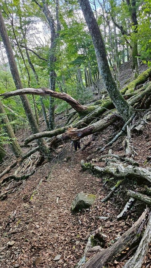 本栖湖supキャンプ 本栖湖いこいの森キャンプ場 グループキャンプ 区画サイト atelierさんのキャンプブログ CAMPiii（キャンピー） -キャンプ専用SNS キャンプのすべてがここに集まる-