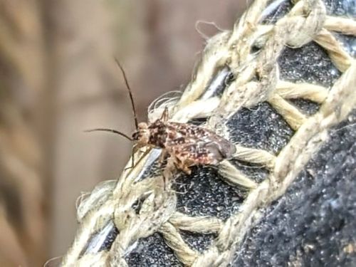 ひとりミリキャンプ。 大阪府 ソロキャンプ フリーサイト ぞのさんさんのキャンプブログ CAMPiii（キャンピー） -キャンプ専用SNS キャンプのすべてがここに集まる-