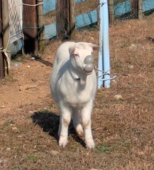 2025年締めキャンプ。ヤギと猫と魚と人生最高峰への決意。 ホシアカリ 波うち グループキャンプ 区画サイト NATSUさんのキャンプブログ CAMPiii（キャンピー） -キャンプ専用SNS キャンプのすべてがここに集まる-