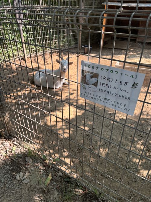 夏の長野グル⛺️✨ ウィスラースカイベース小諸 グループキャンプ 区画サイト Jimko☆さんのキャンプブログ CAMPiii(キャンピー) -キャンプ専用SNS キャンプのすべてがここに集まる-