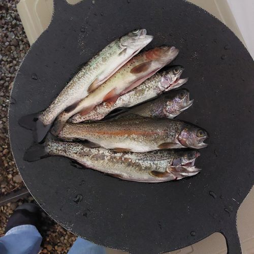 七輪で味わう釣りキャンプ🎣 ニュー田代オートキャンプ場 ファミリーキャンプ 区画サイト こば  さんのキャンプブログ CAMPiii（キャンピー） -キャンプ専用SNS キャンプのすべてがここに集まる-