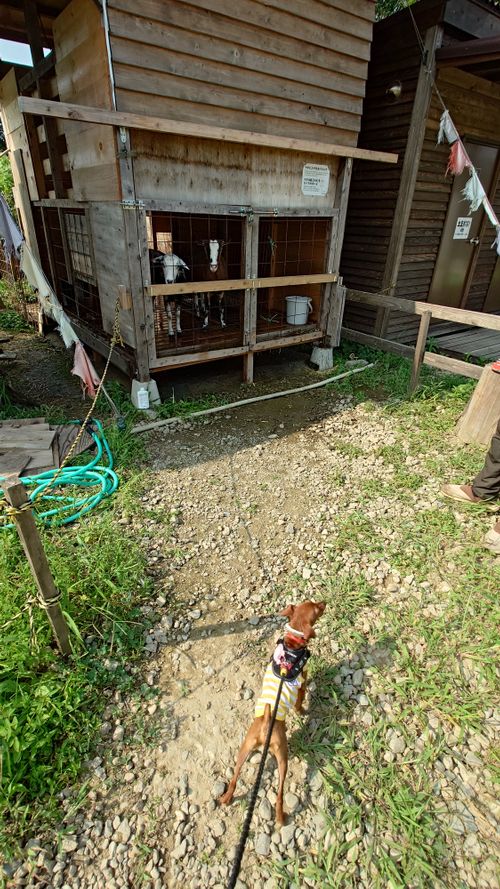 犬キャン! スリーアローズ那須キャンプビレッジ グループキャンプ ファミリーキャンプ 区画サイト まーささんのキャンプブログ CAMPiii(キャンピー) -キャンプ専用SNS キャンプのすべてがここに集まる-