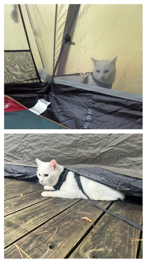天気に恵まれた高原キャンプ North Village Hirugano - Camping Fields グループキャンプ ソロキャンプ オートサイト 区画サイト ちあさんのキャンプブログ CAMPiii（キャンピー） -キャンプ専用SNS キャンプのすべてがここに集まる-