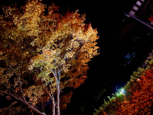 ①季節外れのUNAGI とDONABEで米を炊く🌾 ②ボージョレ・ヌーボー解禁日🍷にキャンプ🏕️ ③4年前と同じ場所で紅葉狩り🍁 大久保キャンプ場 ソロキャンプ 区画サイト waccy0441さんのキャンプブログ CAMPiii（キャンピー） -キャンプ専用SNS キャンプのすべてがここに集まる-