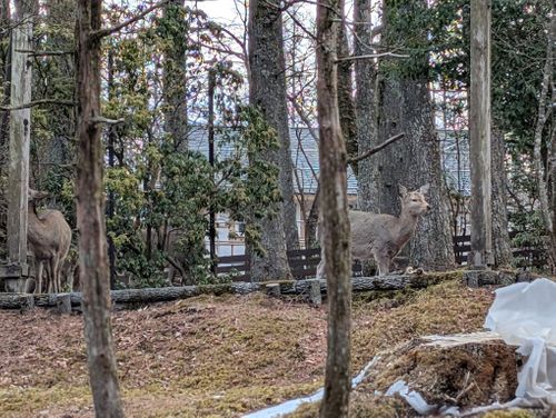 静寂な森のなかで(後篇) 小田急山中湖フォレストコテージ ファミリーキャンプ 好々爺🇯🇵さんのキャンプブログ CAMPiii（キャンピー） -キャンプ専用SNS キャンプのすべてがここに集まる-