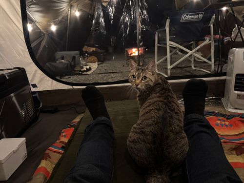 2026初キャンプ ソロキャンプ 区画サイト 琥珀にゃんさんのキャンプブログ CAMPiii（キャンピー） -キャンプ専用SNS キャンプのすべてがここに集まる-