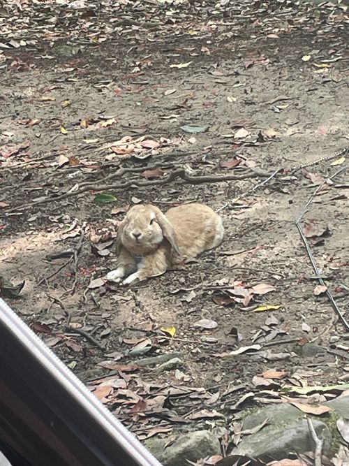 川遊びリターンズ！？おじ🐰キャン△ in 深坂自然の森キャンプ場 〜 CAMP NO.202 深坂自然の森キャンプ場 ソロキャンプ ファミリーキャンプ 区画サイト おじキャン△さんのキャンプブログ CAMPiii（キャンピー） -キャンプ専用SNS キャンプのすべてがここに集まる-
