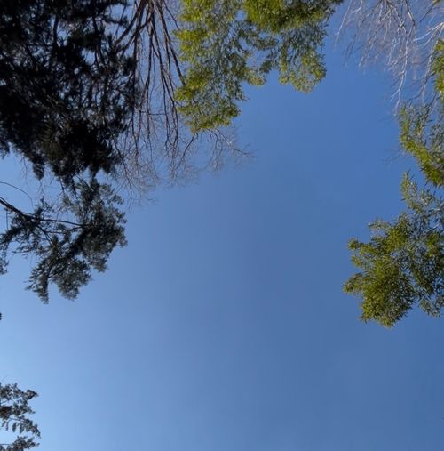 完全に寒波を逃した初キャンプ キャンプ場 クラブ篠山 ソロキャンプ 区画サイト フリーサイト おくさんさんのキャンプブログ CAMPiii（キャンピー） -キャンプ専用SNS キャンプのすべてがここに集まる-