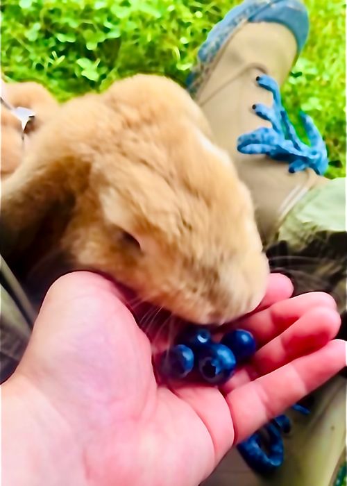 CAMPiiiブログ 投稿200回記念 おじおば🐰キャン△ in 田ノ浦キャンプ場 CAMP NO.195 田ノ浦キャンプ場 ファミリーキャンプ グループキャンプ フリーサイト おじキャン△さんのキャンプブログ CAMPiii（キャンピー） -キャンプ専用SNS キャンプのすべてがここに集まる-