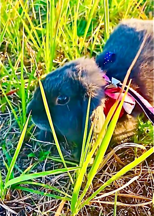 あずきちゃんとラブラブ💓おじ🐰キャン△ in 阿川ほうせんぐり海浜公園 〜 CAMP NO.219 阿川ほうせんぐり海浜公園 ソロキャンプ ファミリーキャンプ フリーサイト おじキャン△さんのキャンプブログ CAMPiii（キャンピー） -キャンプ専用SNS キャンプのすべてがここに集まる-