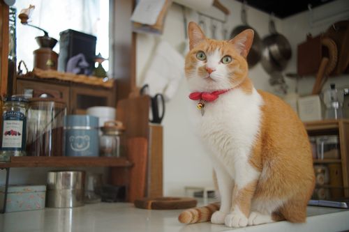 いつの間にか沢山揃ったソログル2連泊 ともえ川Park グループキャンプ 区画サイト 週末スナフキンさんのキャンプブログ CAMPiii（キャンピー） -キャンプ専用SNS キャンプのすべてがここに集まる-