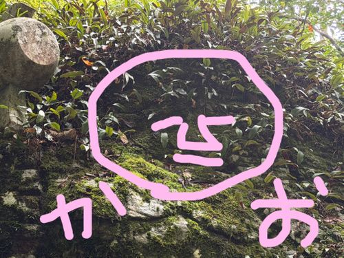 ぐうたらなつやすみ🎐 𓈒𓏸 スノーピークおち仁淀川キャンプフィールド | 仁淀川ラフティング ファミリーキャンプ オートサイト 区画サイト ぐうたら夫婦さんのキャンプブログ CAMPiii（キャンピー） -キャンプ専用SNS キャンプのすべてがここに集まる-