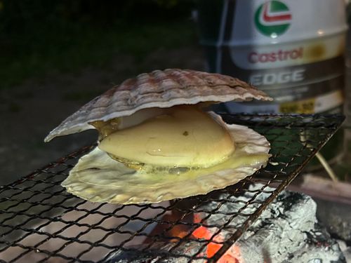 春うらら。千葉にゃんこ王国(^^) 花はなの里 グループキャンプ 区画サイト KOBApapaさんのキャンプブログ CAMPiii（キャンピー） -キャンプ専用SNS キャンプのすべてがここに集まる-