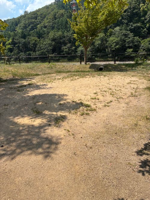 2025年11回目、川遊びキャン🏄🏻♂️ 江の川カヌー公園さくぎ ファミリーキャンプ 区画サイト オートサイト わいげさんのキャンプブログ CAMPiii(キャンピー) -キャンプ専用SNS キャンプのすべてがここに集まる-